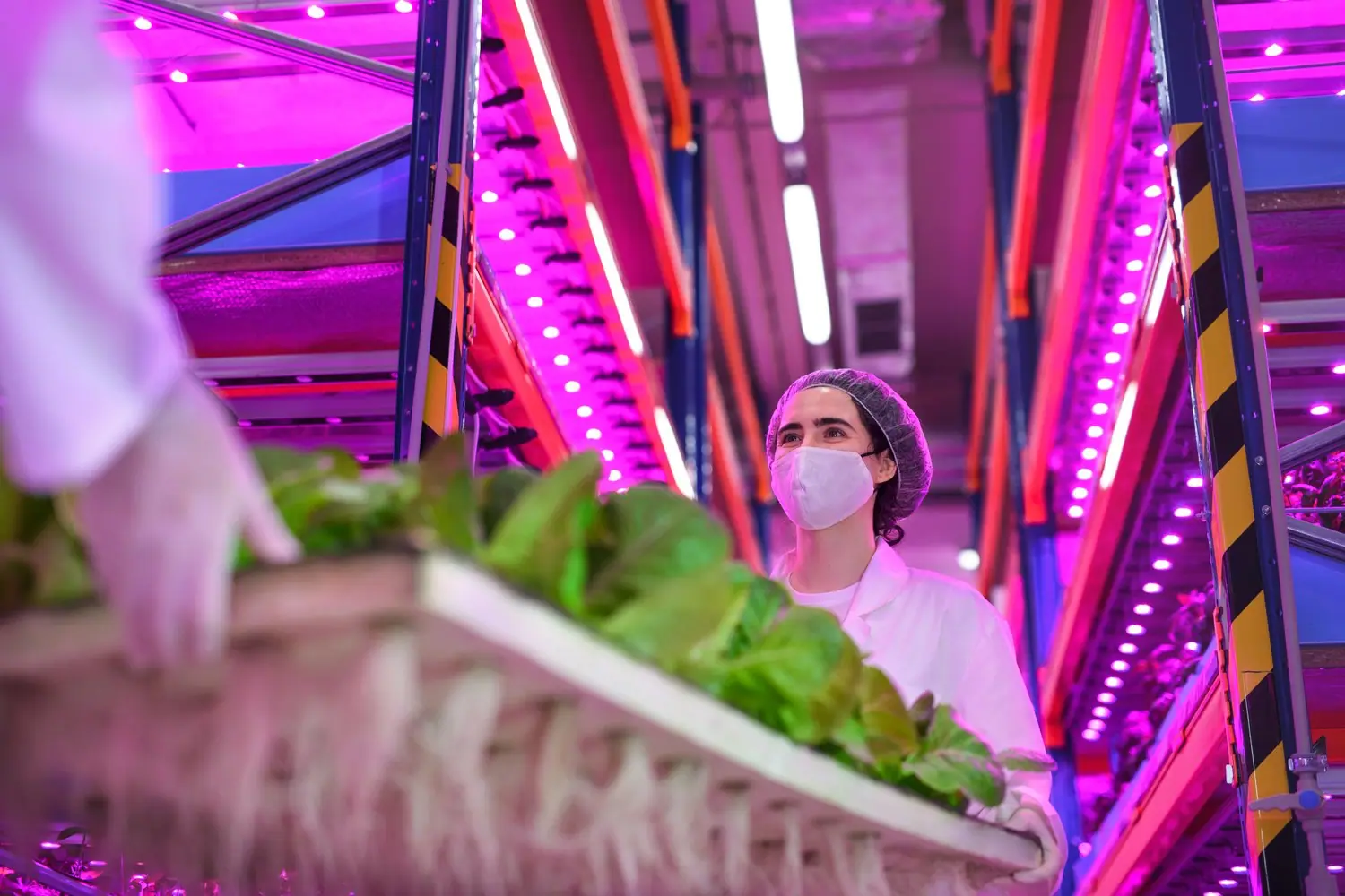 Vertical Farming: innowacje w rolnictwie miejskim